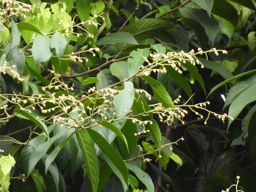 Image of Neobalanocarpus heimii by (c) Adam Kamal, some rights reserved (CC BY)