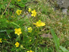 Ranunculus tanguticus