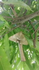 Achaea janata