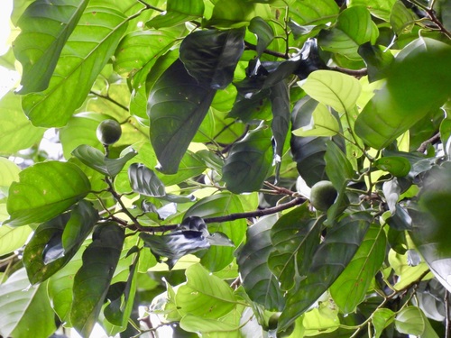 Petaling (Ochanostachys amentacea)