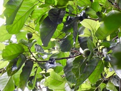 Ochanostachys amentacea