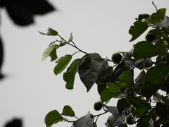 Ochanostachys amentacea, photograph (c) Adam Kamal, some rights reserved (CC BY)