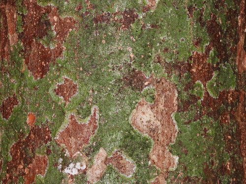 Image of Ochanostachys amentacea by (c) Adam Kamal, some rights reserved (CC BY)