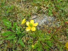 Ranunculus tanguticus