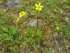 Ranunculus tanguticus