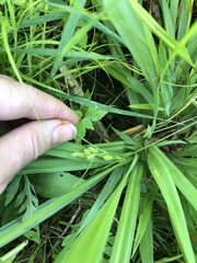 Carex granularis