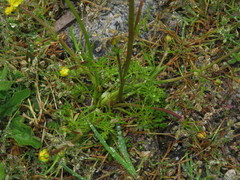 Ranunculus tanguticus