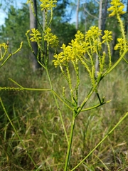 Polygala cymosa