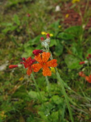 Primula cockburniana