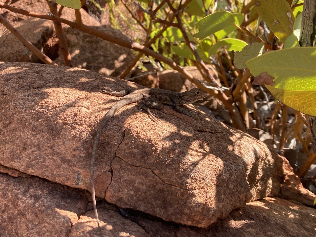 Rusty Crevice-dragon