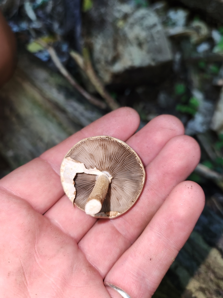 Cyclocybe parasitica · April 2025 · photo: © squidney8 (iNaturalist, cc0)