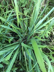 Carex granularis