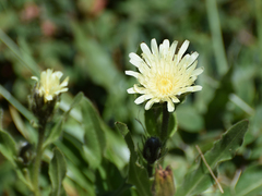 Schlagintweitia intybacea