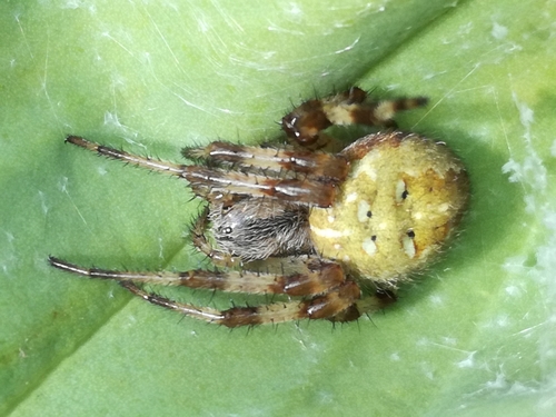 Four-spot Orbweaver