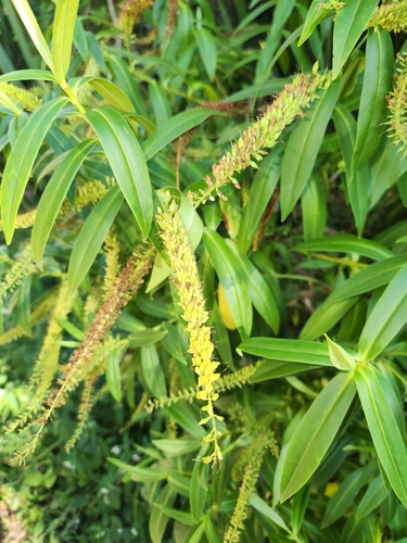 Veronica salicifolia