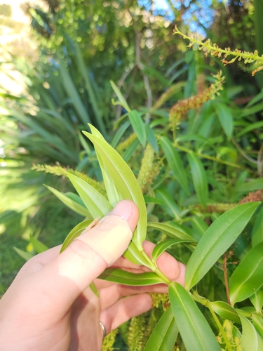 Veronica salicifolia