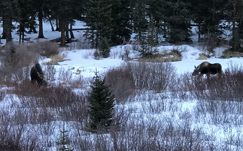 Moose