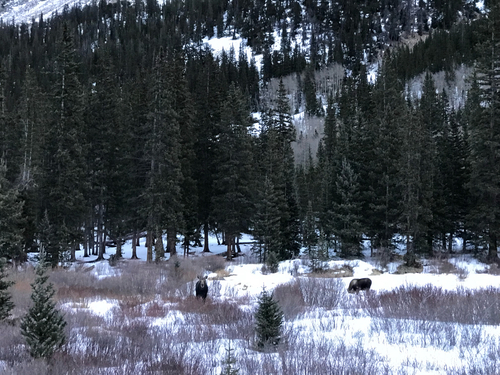 Moose