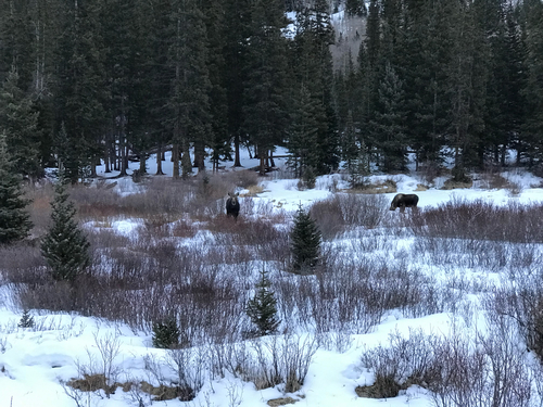 Moose
