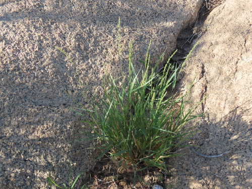 Image of Setaria appendiculata by no rights reserved
