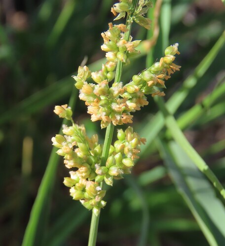 Hill Bristle Grass (Setaria appendiculata)
