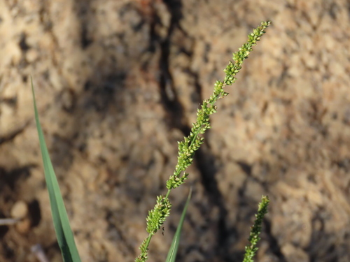 Image of Setaria appendiculata by no rights reserved