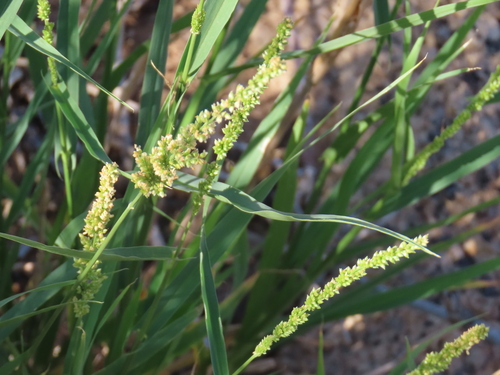 Image of Setaria appendiculata by no rights reserved