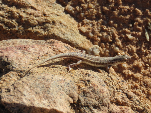 Sharp-lipped Mabuya, Trachylepis acutilabris