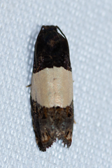 Epiblema tripartitana