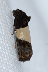 Epiblema tripartitana