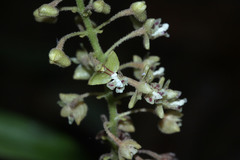 Orchidaceae