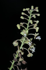 Orchidaceae