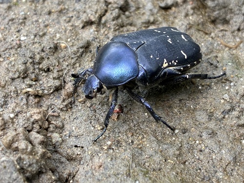 Protaetia cyanea photographed in Afghanistan