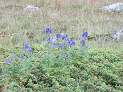Aconitum nasutum