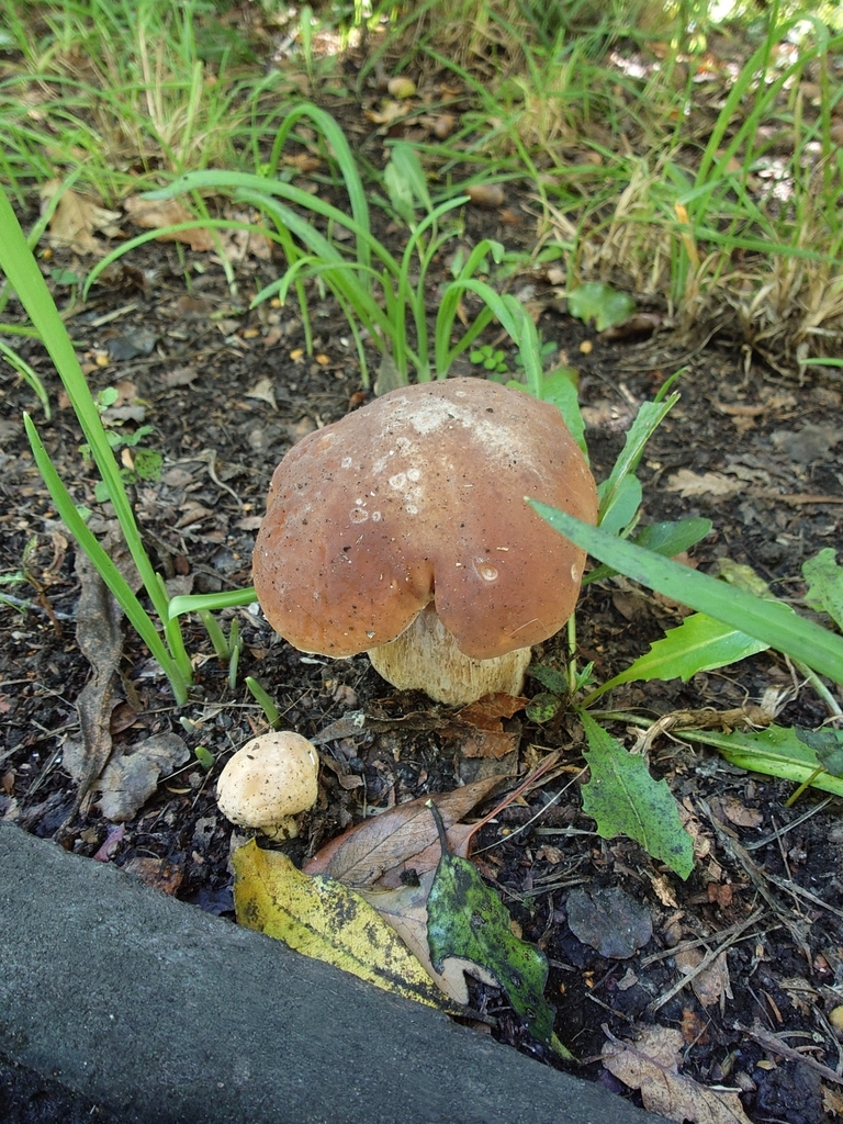 Boletus edulis · April 2025 · photo: © bythepark (iNaturalist, cc-by-nc)