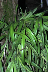 Orchidaceae
