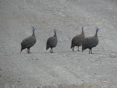 Numida meleagris mitratus