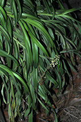Orchidaceae