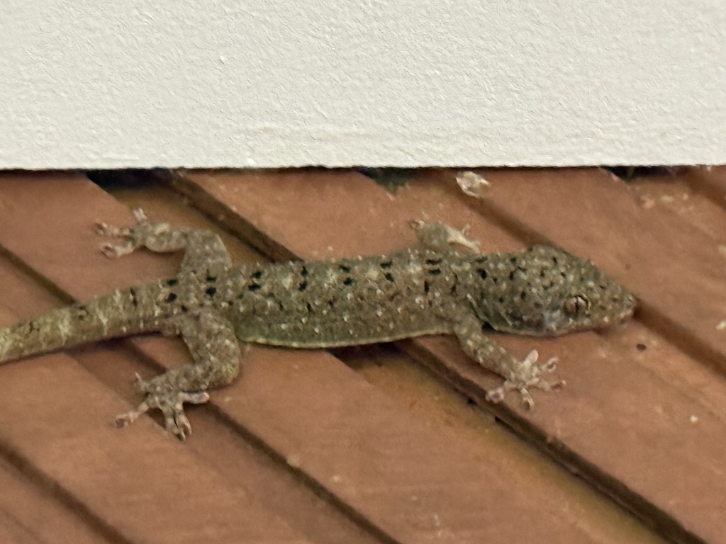 Spotted House Gecko