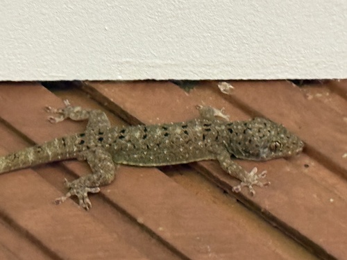 Spotted House Gecko