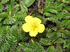 Argentina stenophylla emergens