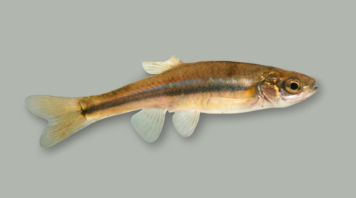 Northern redbelly dace (Chrosomus eos) — Cyprinidae — 3