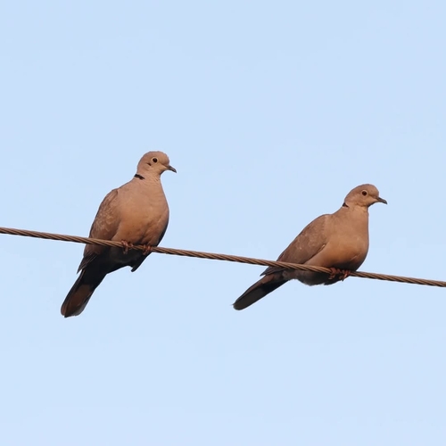 Eurasian Collared-Dove