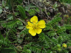 Argentina stenophylla emergens