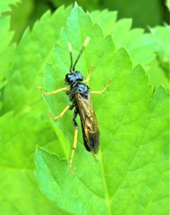 Tenthredo crassa