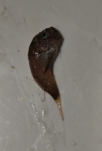 Spotted velvetfish (Erisphex pottii) — Aploactinidae — 3