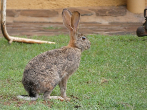 Scrub Hare, photo 4 of 10