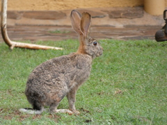 Scrub Hare photo 3