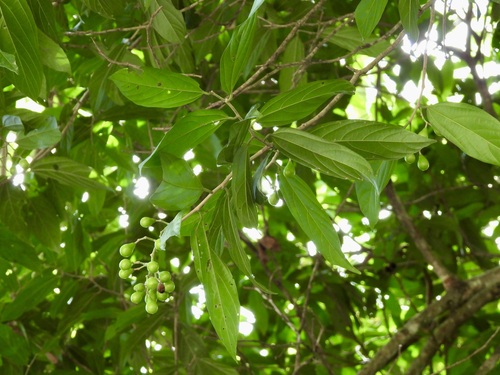 Microcos antidesmifolia observed 2023-05-19
