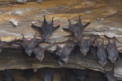 Troughton's Sheath-Tailed Bat photo 2